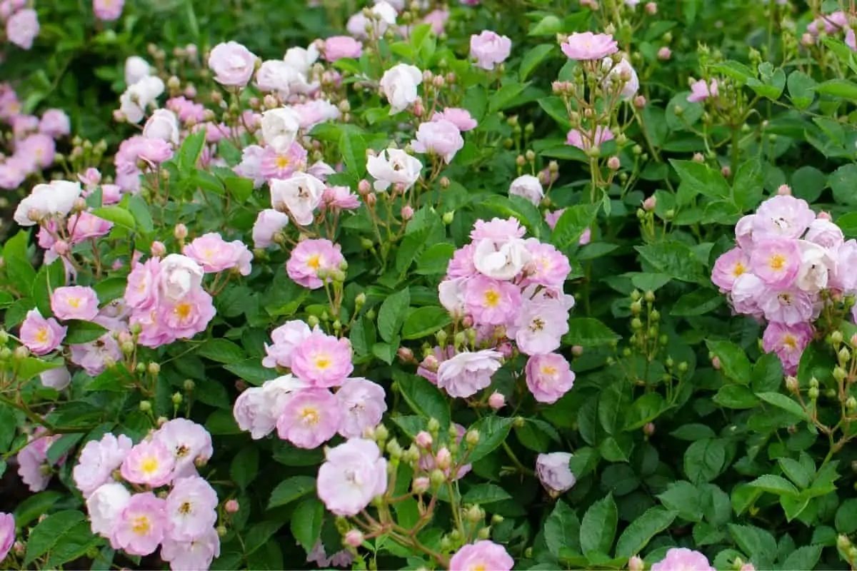 polyantha roses