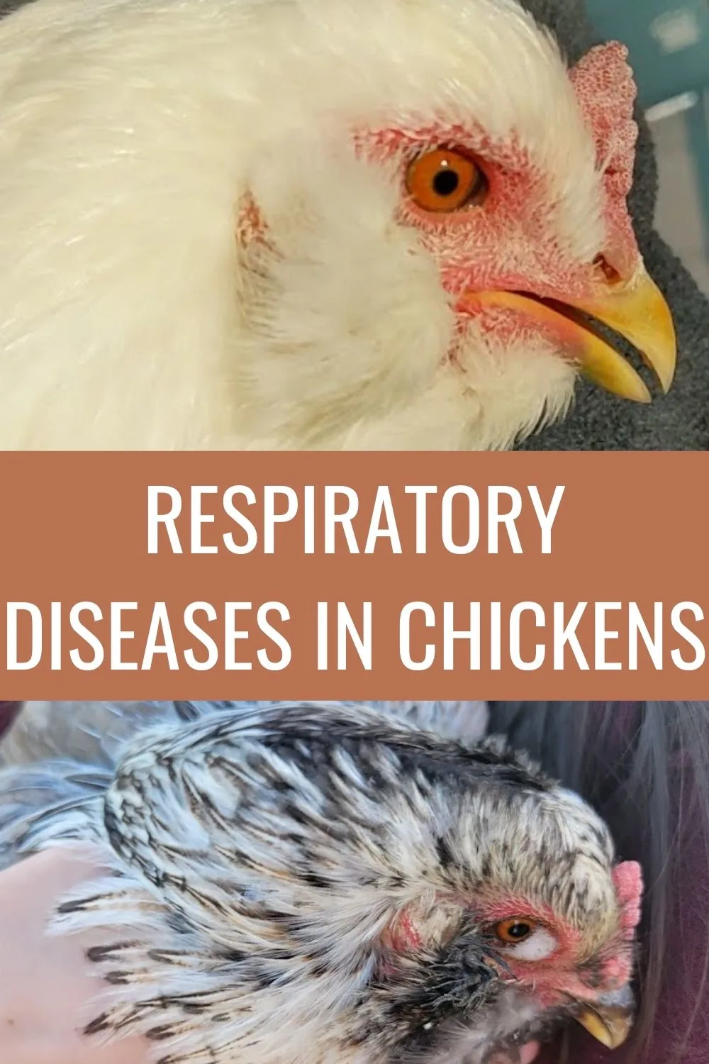Respiratory diseases in chickens