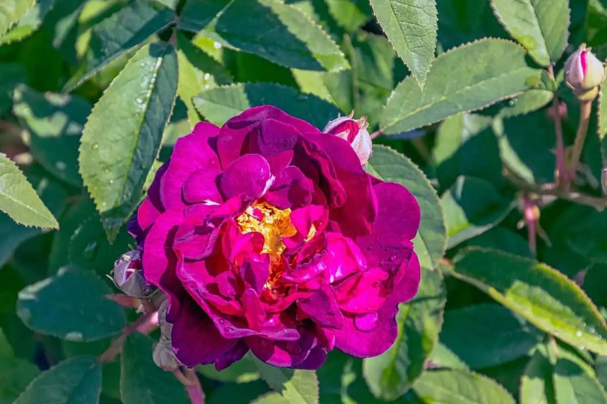 rosa gallica