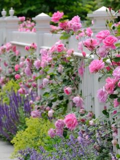 roses and lavender against a white picket fence