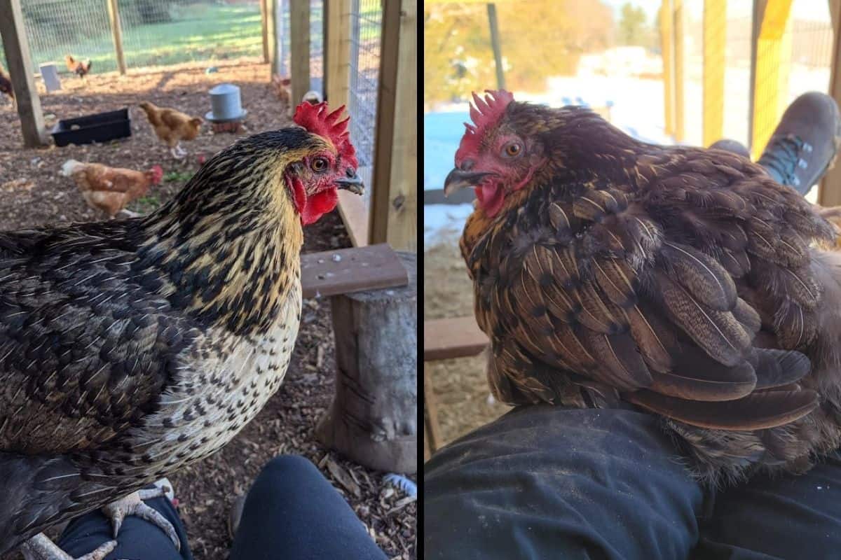 our chicken Ruby before and after molting