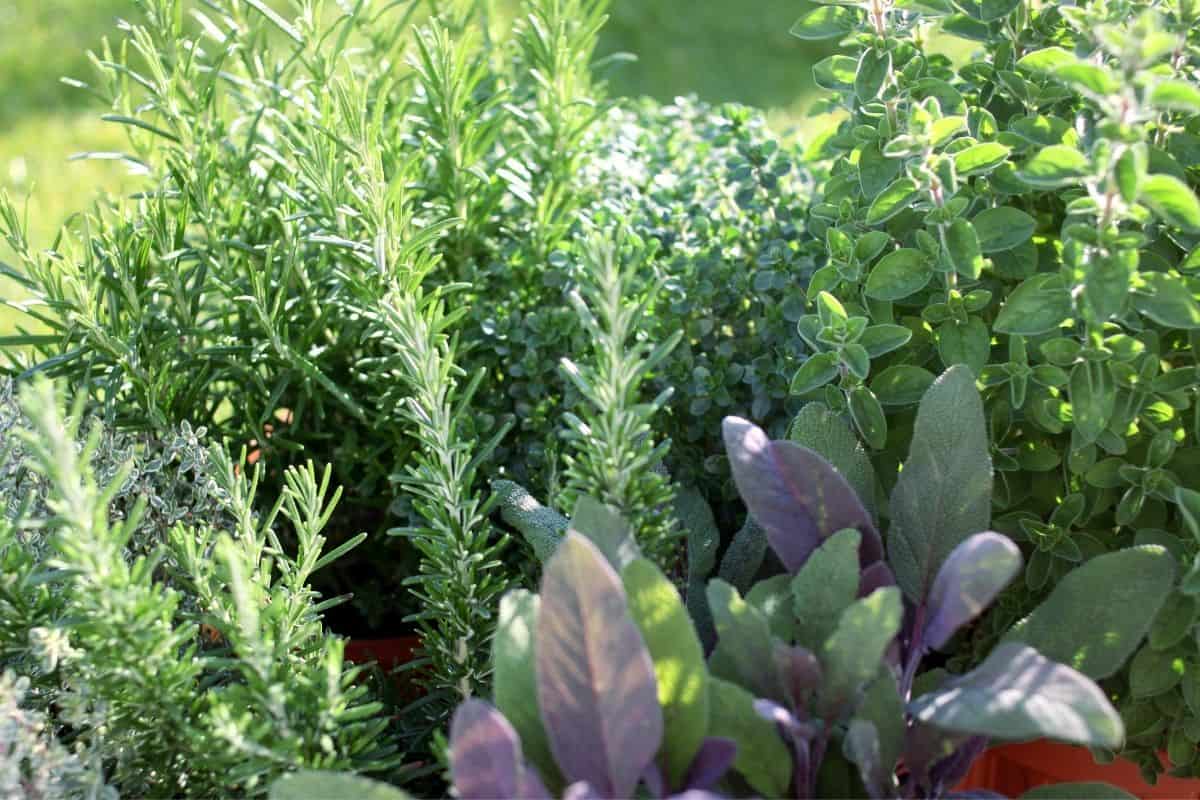 scented herb garden