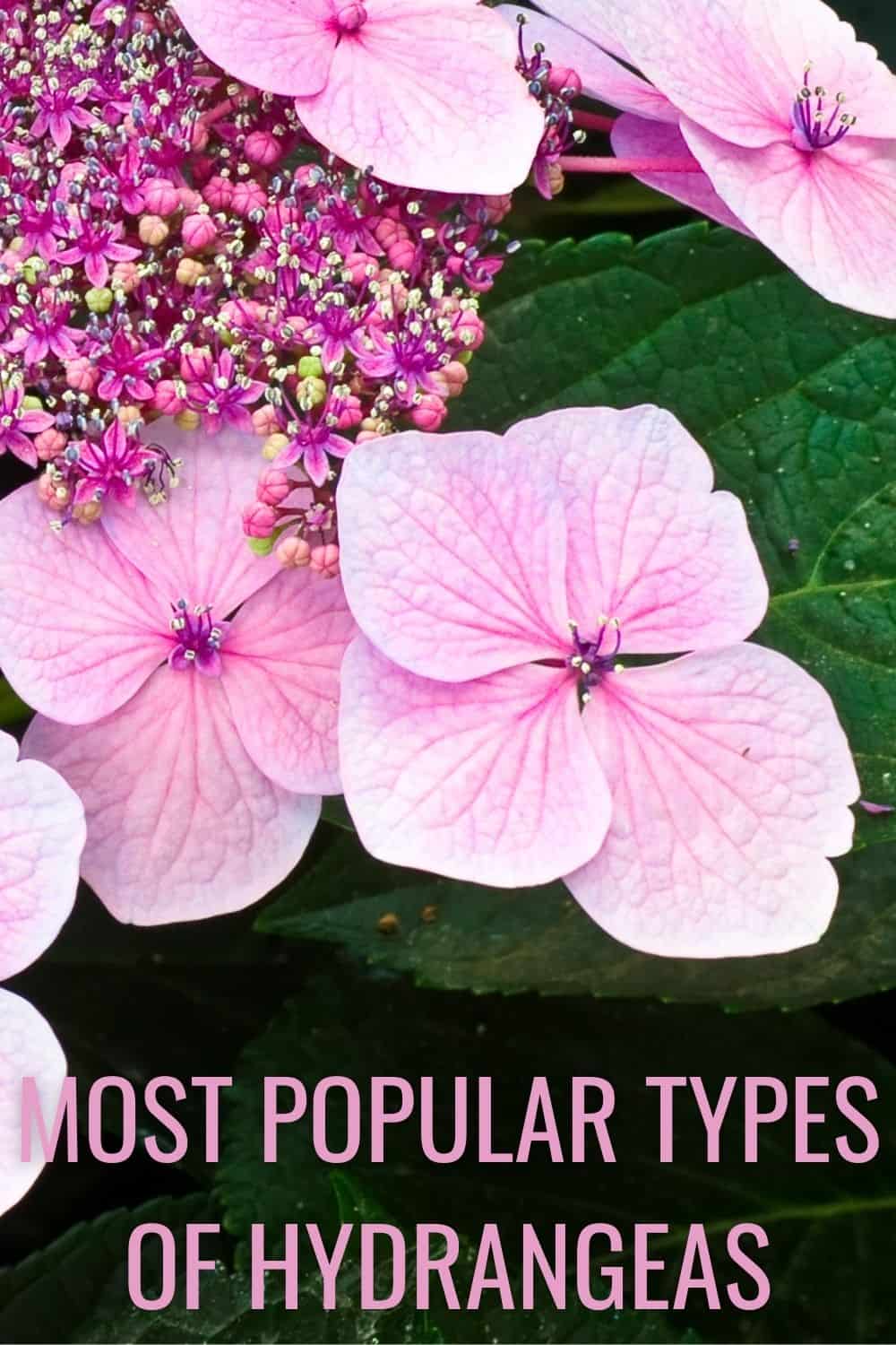 Most popular types of hydrangeas