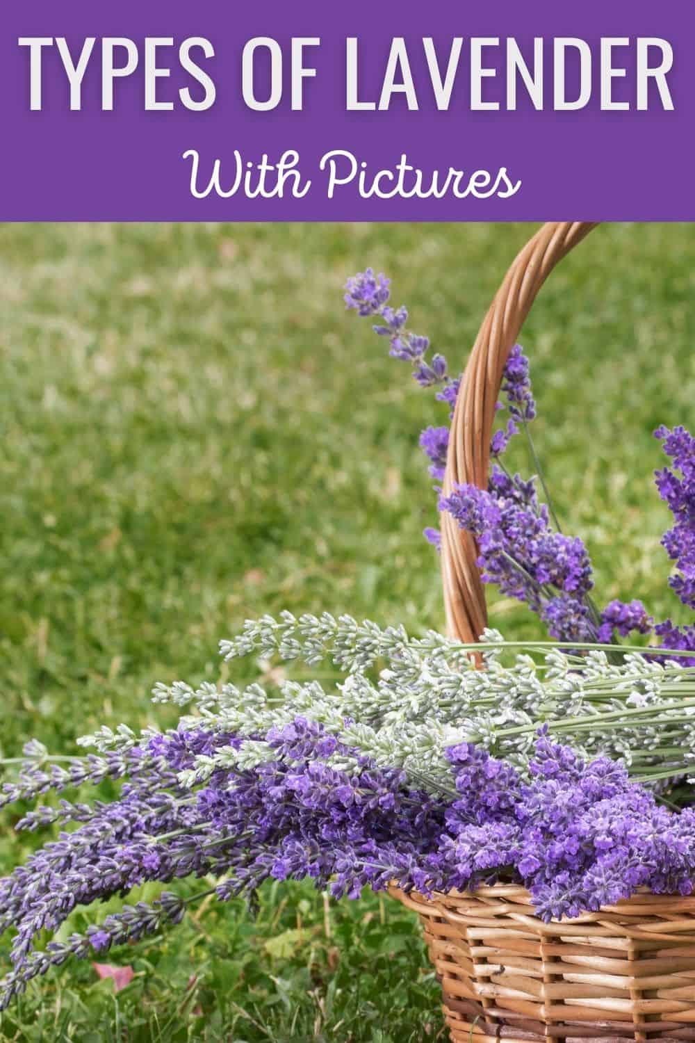 Types of lavender - with pictures