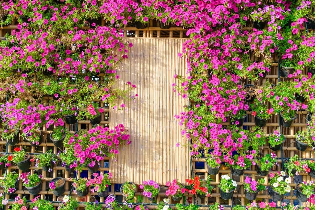 vertical flower garden with bright pink flowers