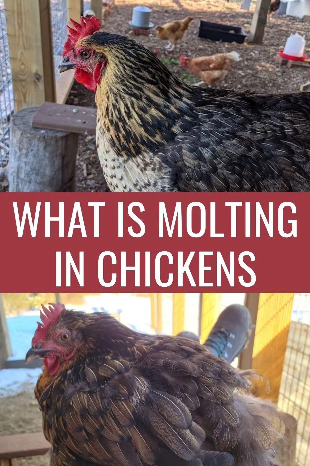 What is molting in chickens