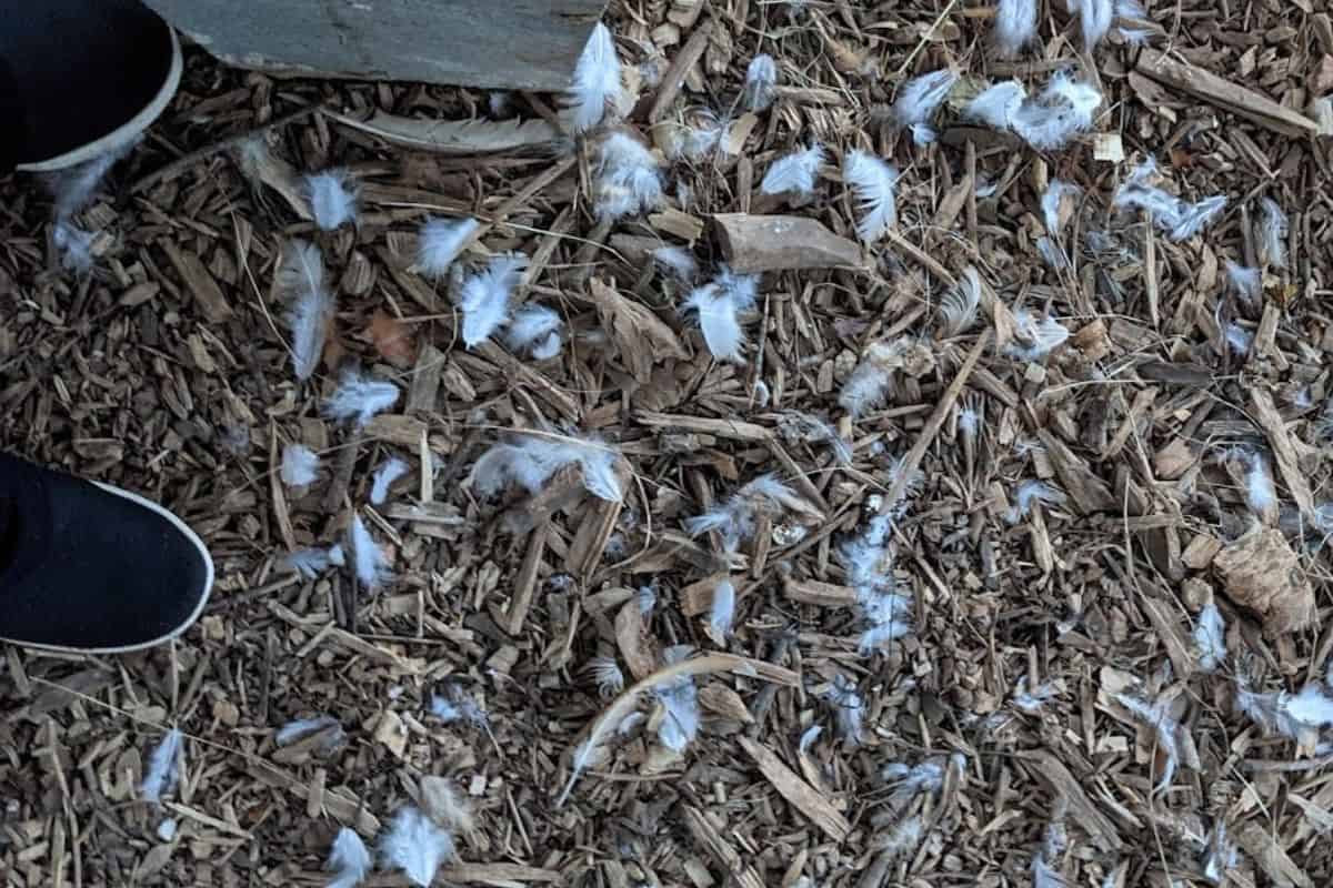 white feathers from one of our molting chickens