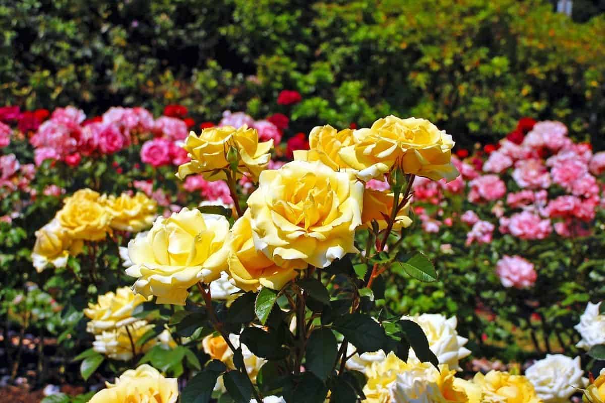 pink and yellow roses in the garden