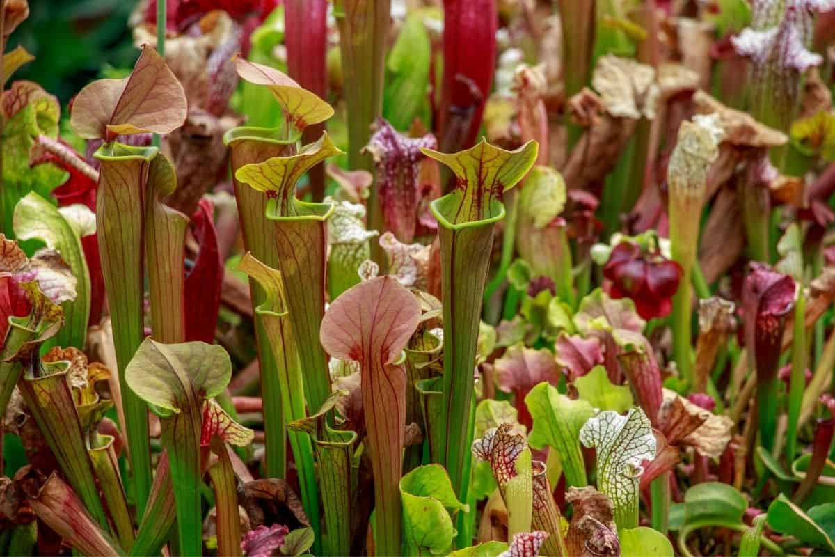 Alabama canebrake pitcher plant