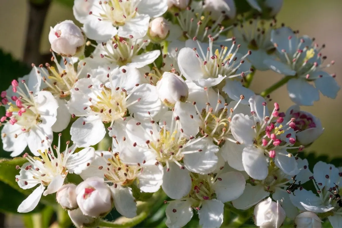 Aronia melanocarpa flowers