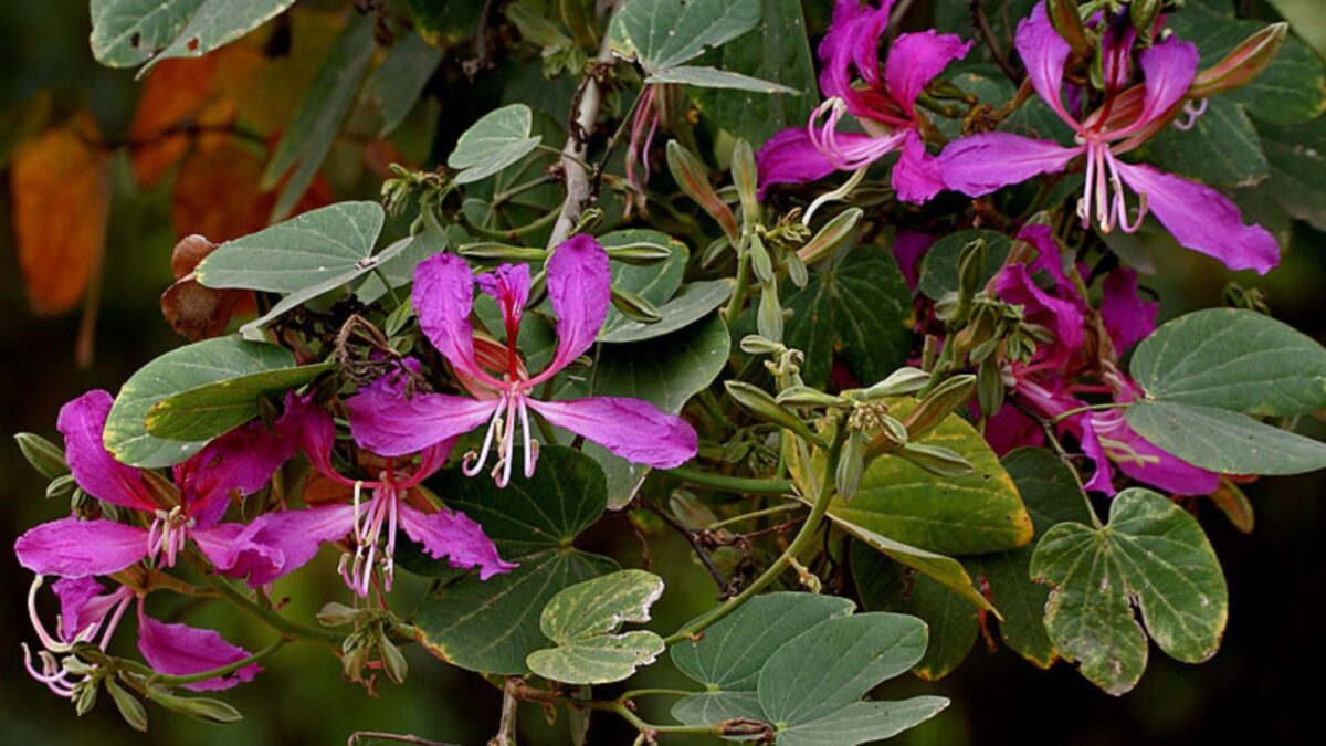 Bauhinia purpurea flowers.