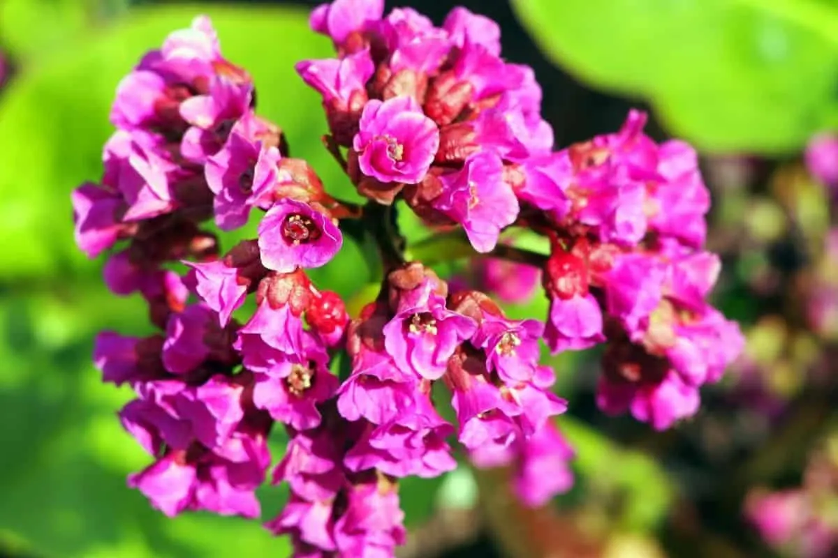 Bergenia cordifolia