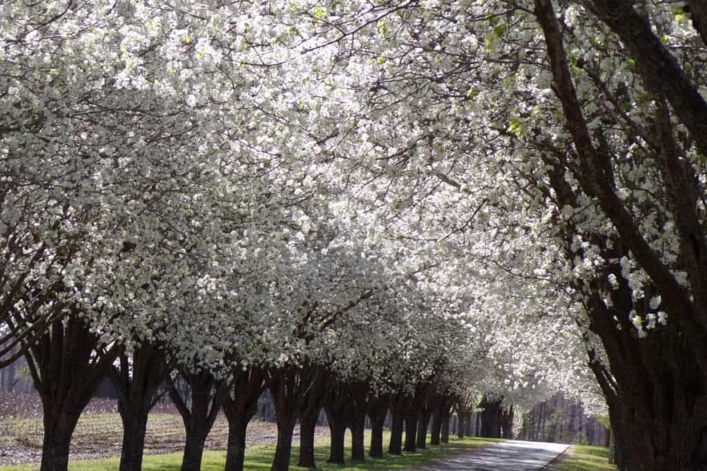 bradford pear trees in bloom lining up a street