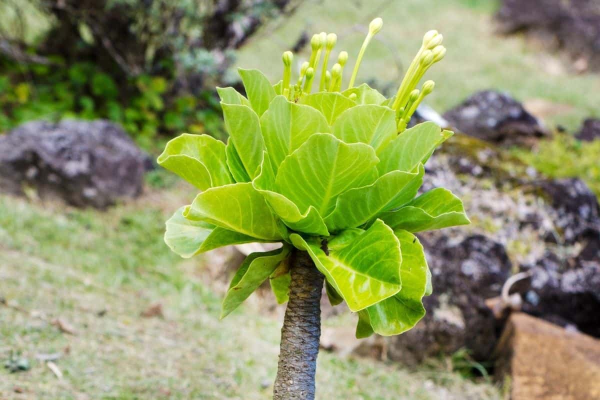 Brighamia insignis