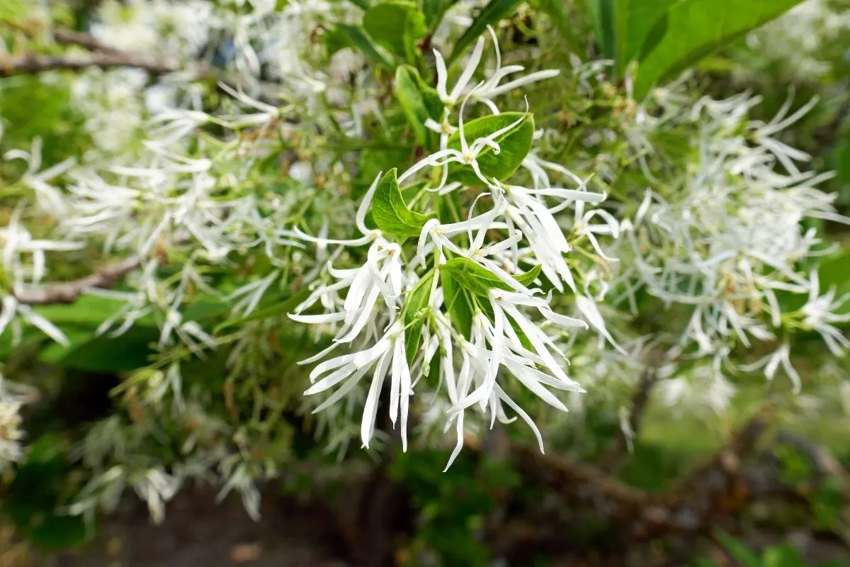 Chionanthus virginicus flowers