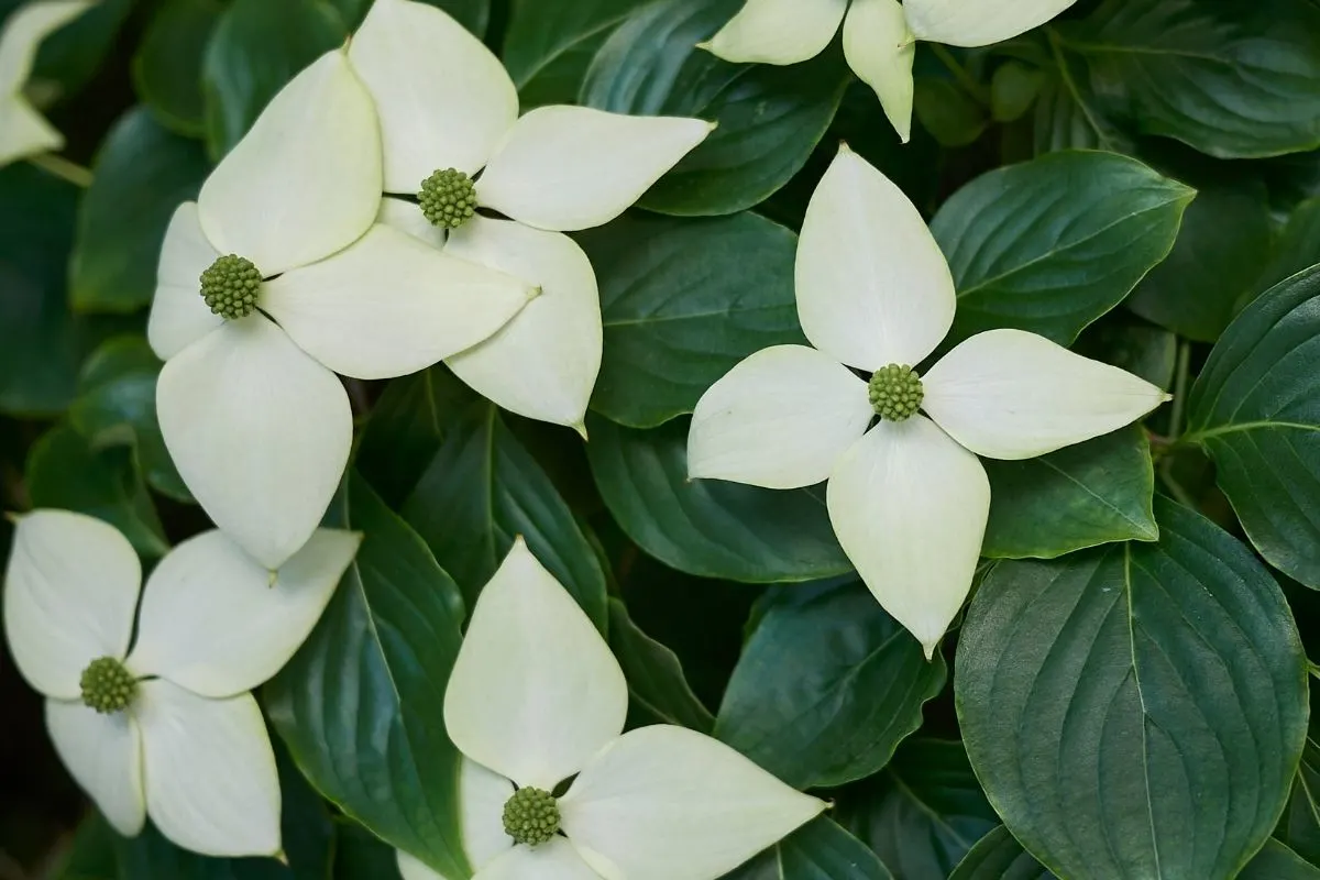 Cornus controversa (dogwood)