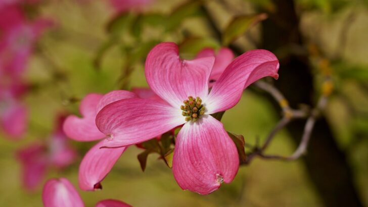 These Gorgeous Blooming Spring Trees Will Make You Fall in Love With Your Garden Again