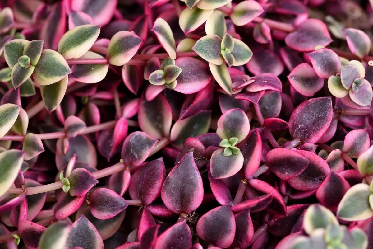 Crassula pellucida subsp. marginalis 'Rubra'