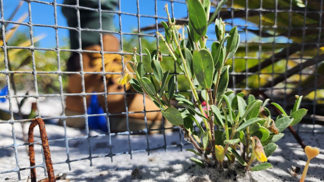 Crotalaria avonensis specimen protected by conservation researchers in situ, May 2025
