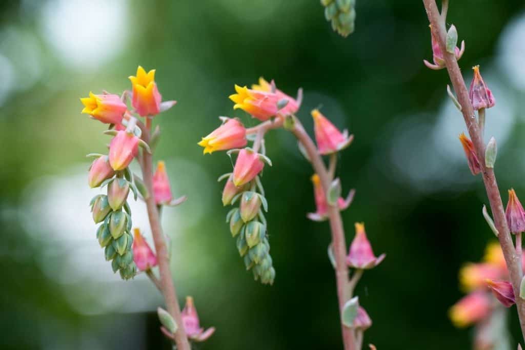 14 Pretty Pink Succulent Plants To Brighten Your Home