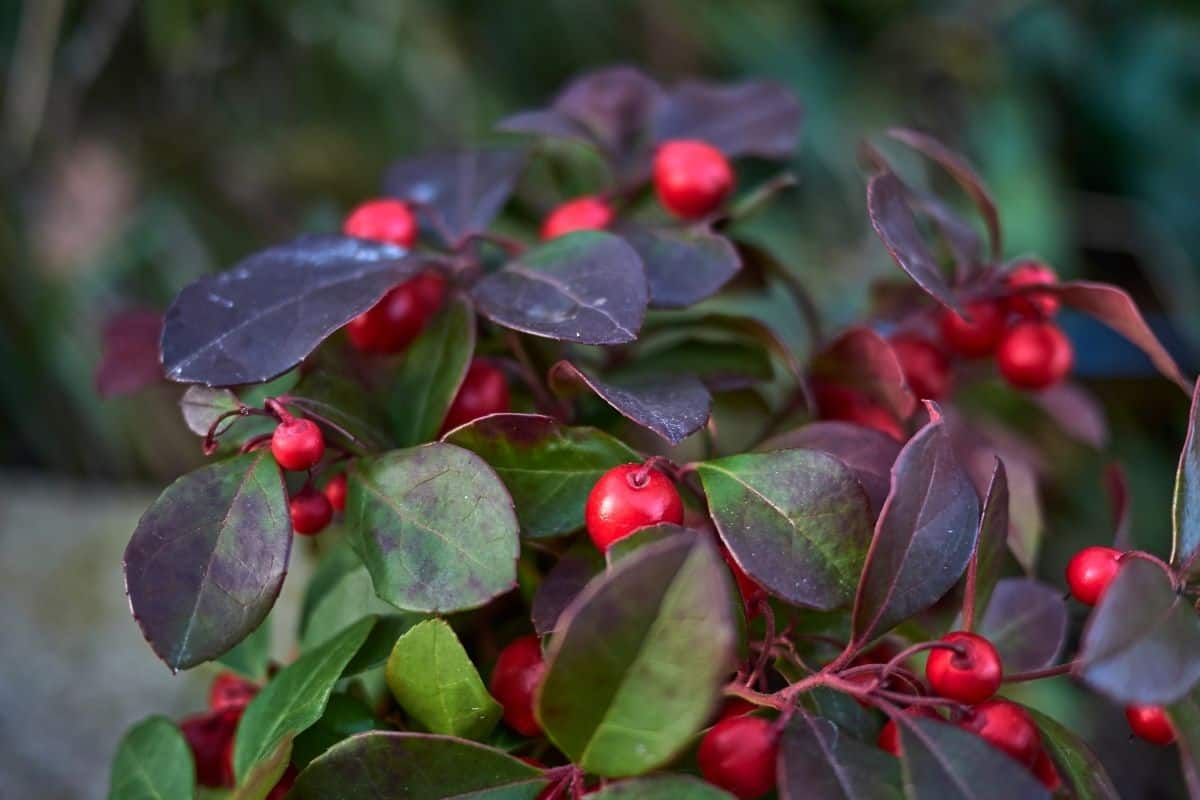 Gaultheria procumbens