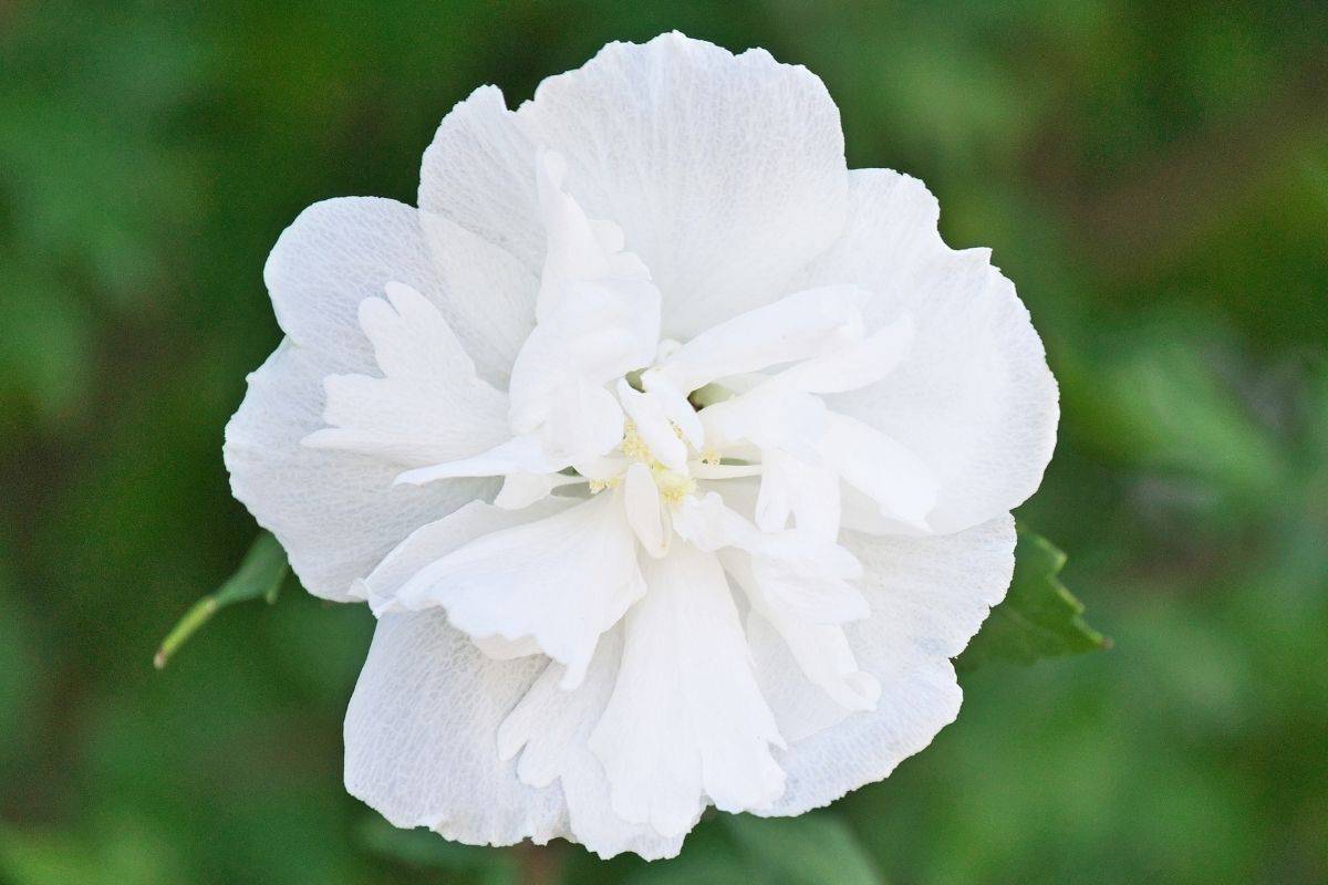 Hibiscus syriacus 'Notwoodtwo' - white chiffon rose of sharon flower