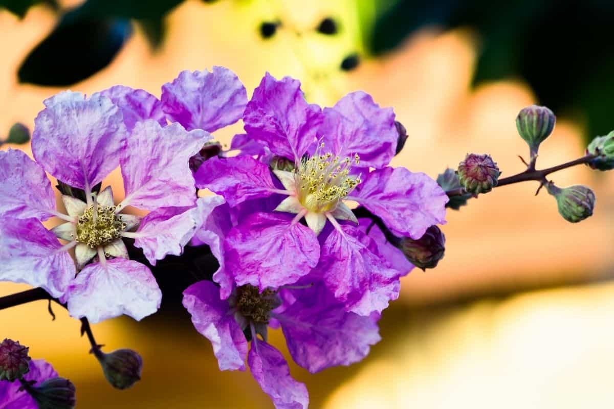 Lagerstroemia 'Purple Magic' 