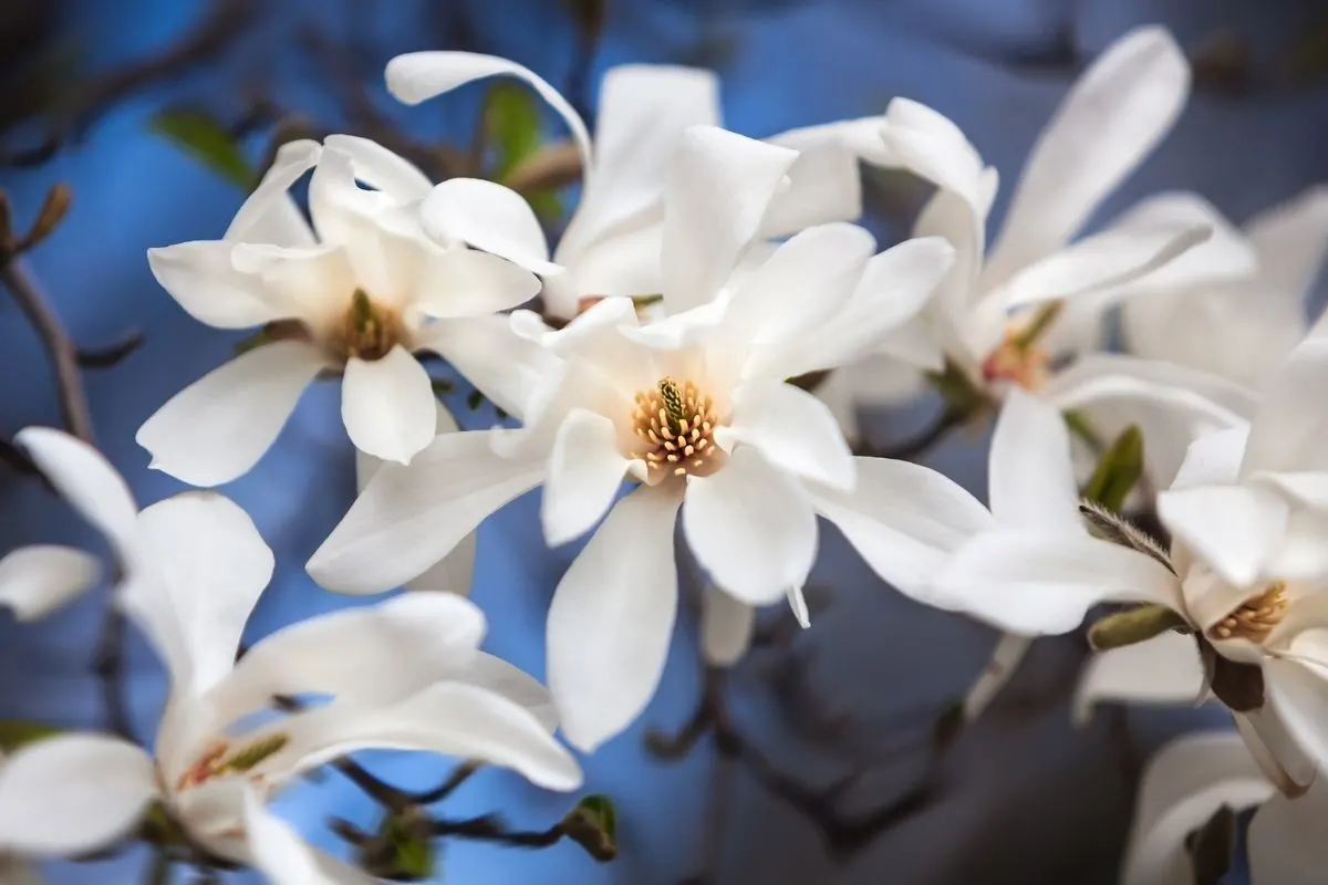 Magnolia kobus flowers