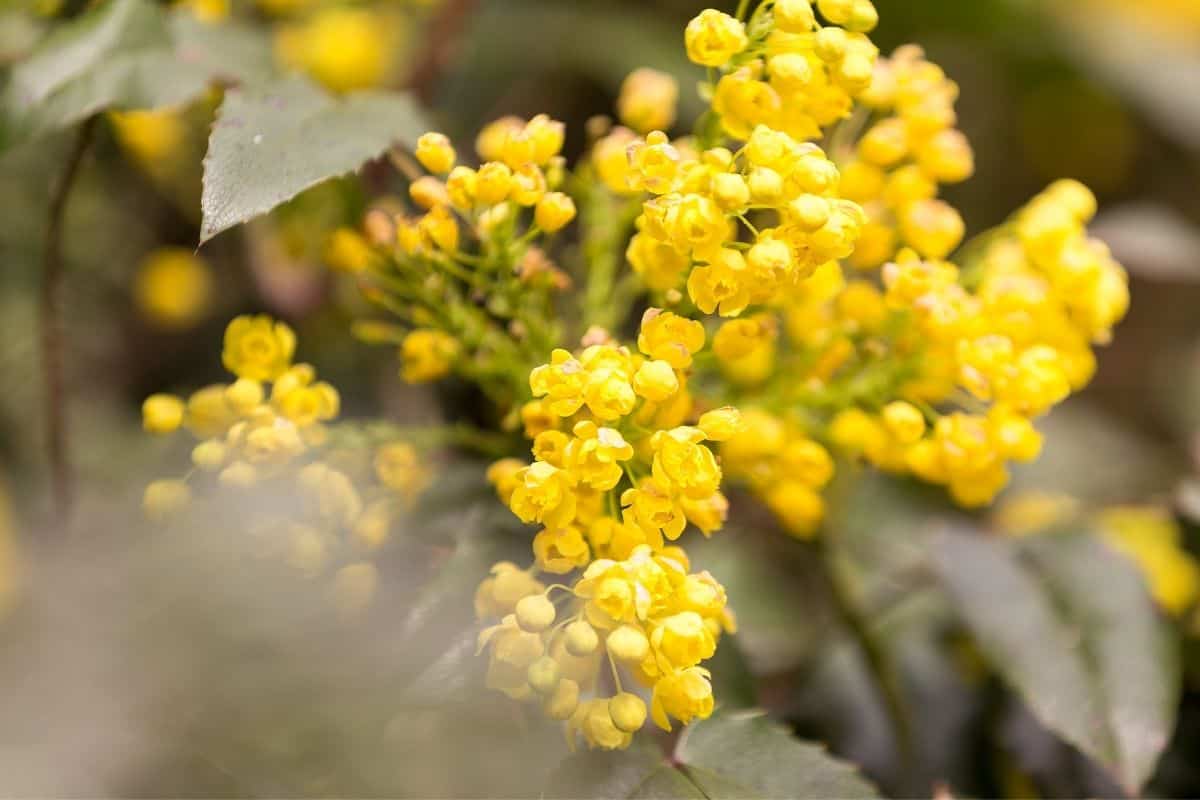 yellow Mahonia aquifolium flfowers