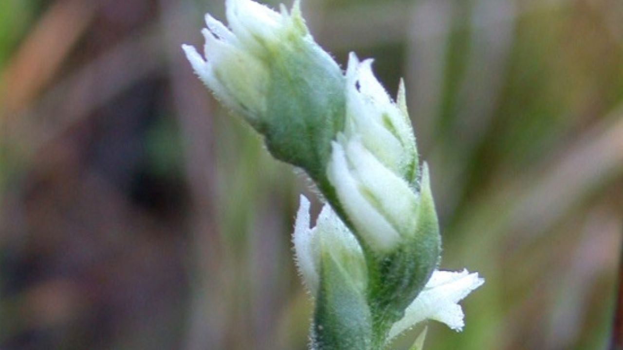 Navasota ladies' tresses