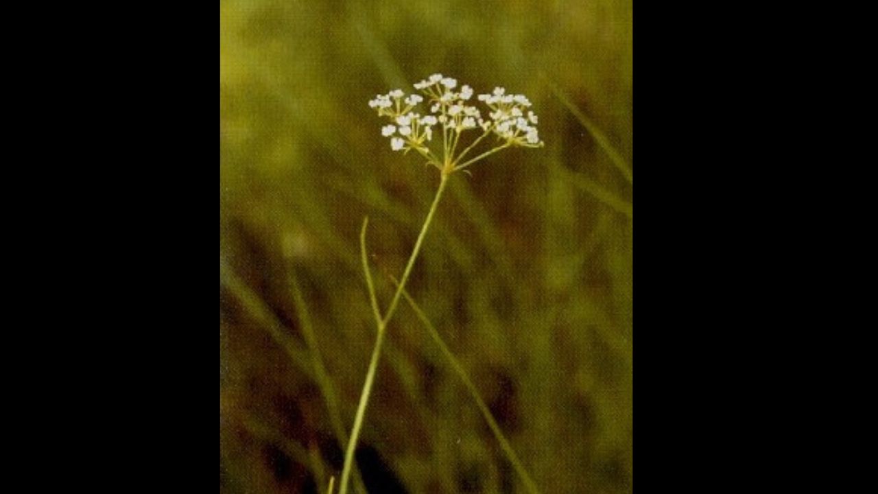 Oxypolis canbyi cropped from USFWS document