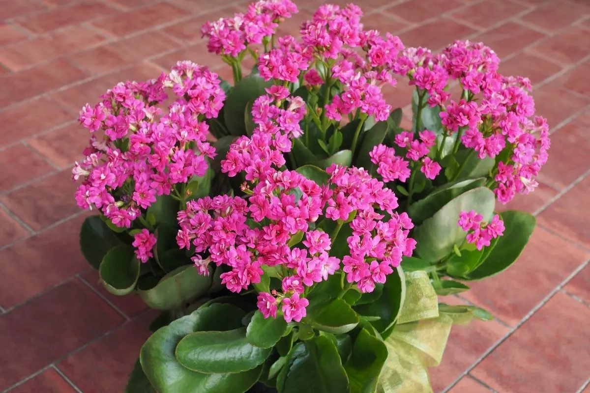 Pink kalanchoe