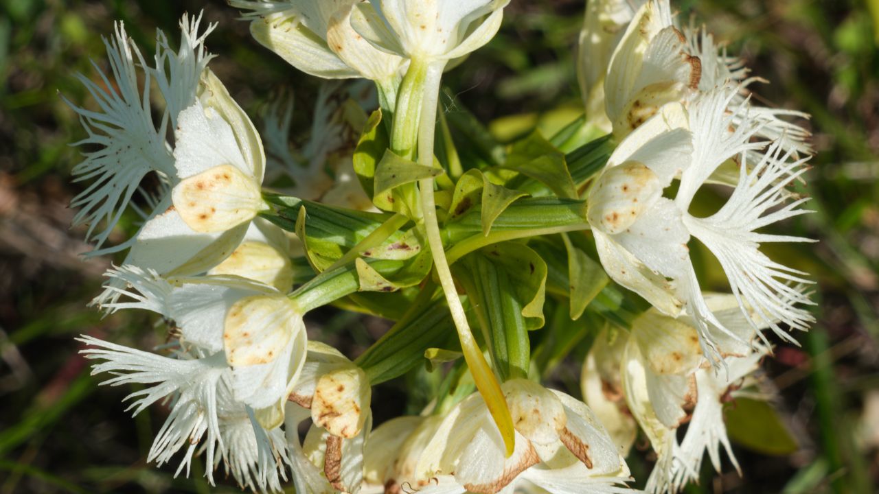 Platanthera praeclara - Western Prairie Fringed Orchid