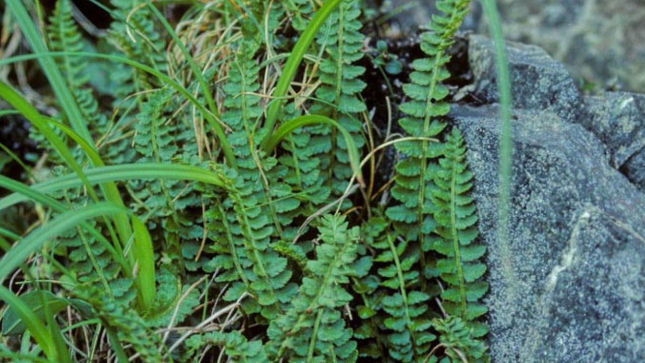 Polystichum aleuticum — Aleutian shield fern