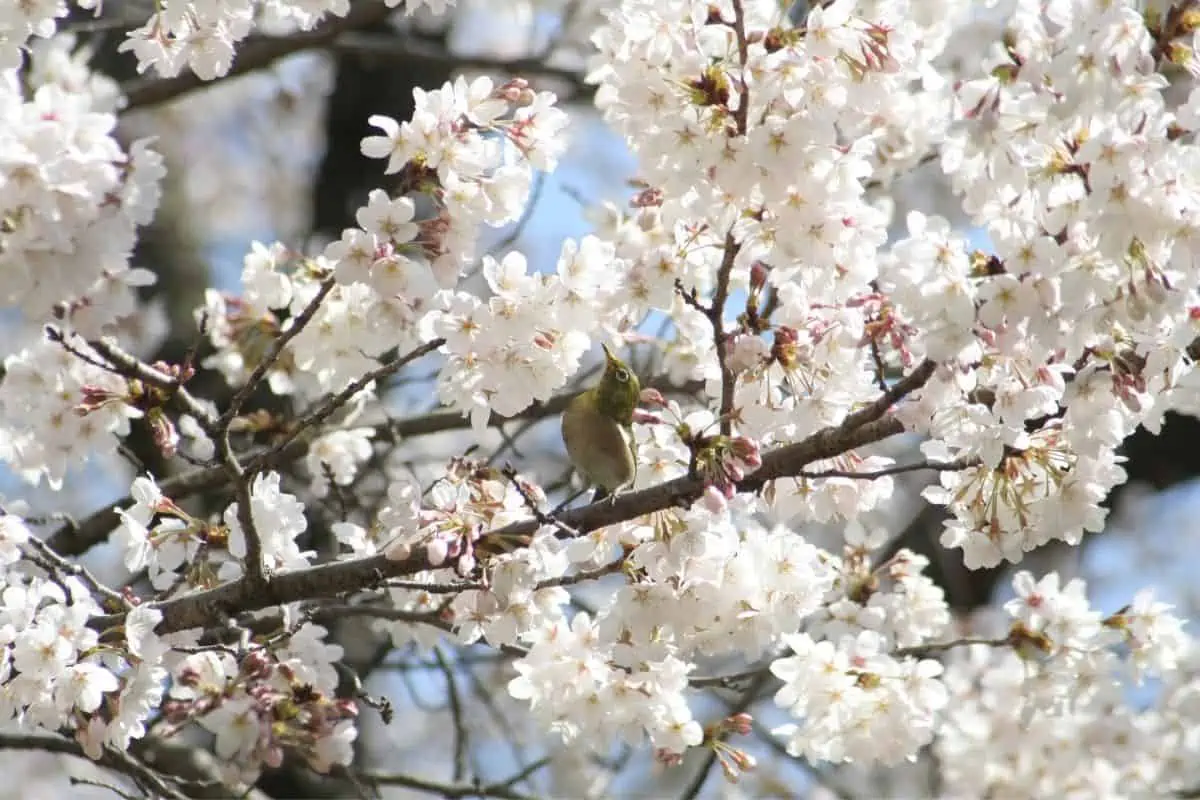 Prunus x yedoensis, also known as Yoshino cherry tree