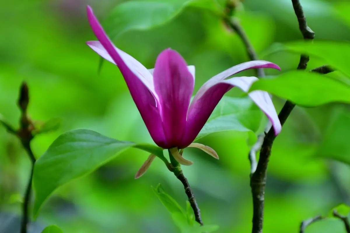 Purple lily magnolia