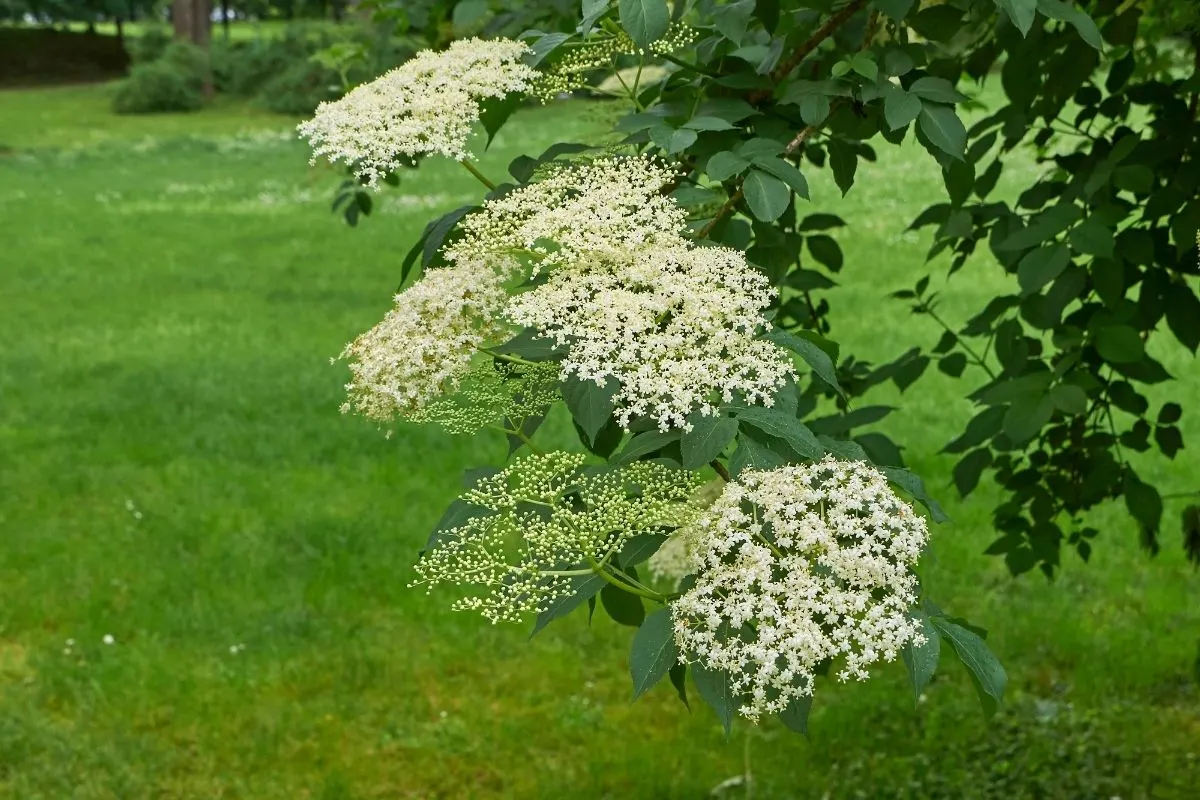 Sambucus canadensis flowers