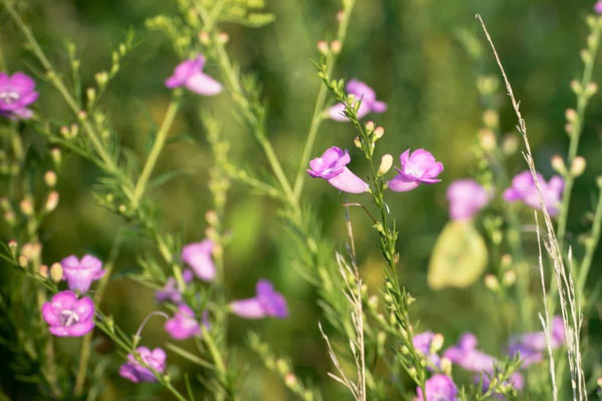 Sandplain false foxglove