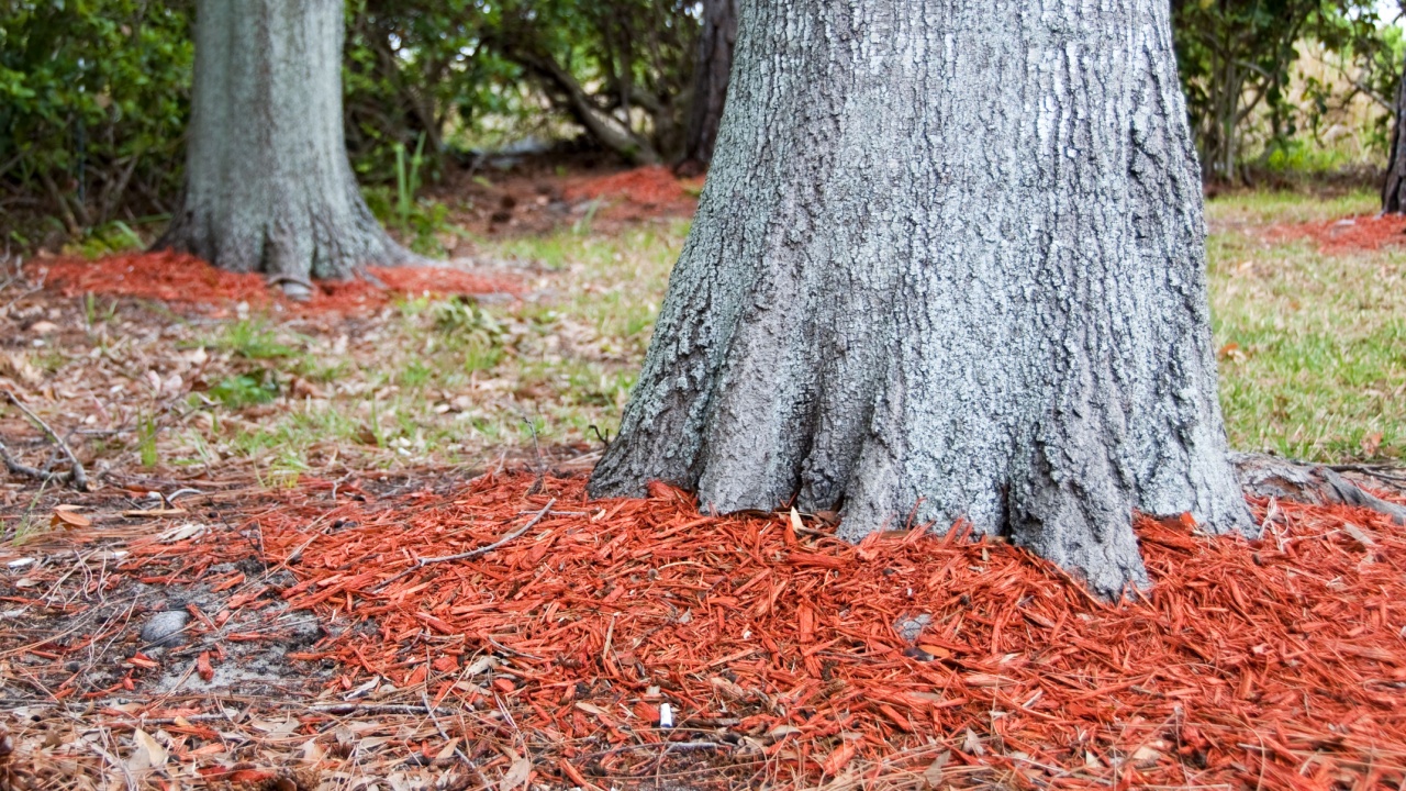 Redwood mulch around the base of Oak trees to help hold in moisture with shallow dept of field