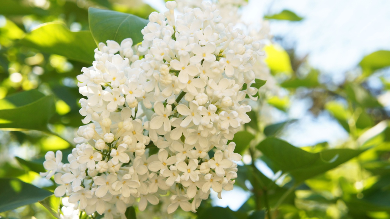 Ivory silk japanese tree lilac or syringa reticulata white flowers