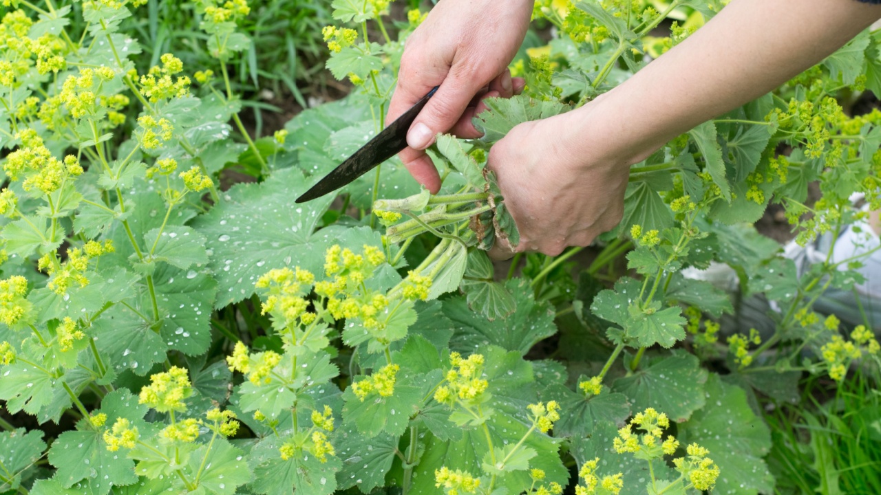 Alchemilla vulgaris, lady's mantle, herbaceous perennial plant