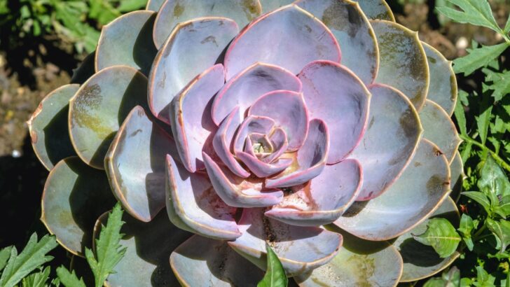 14 Pretty Pink Succulent Plants To Brighten Your Home