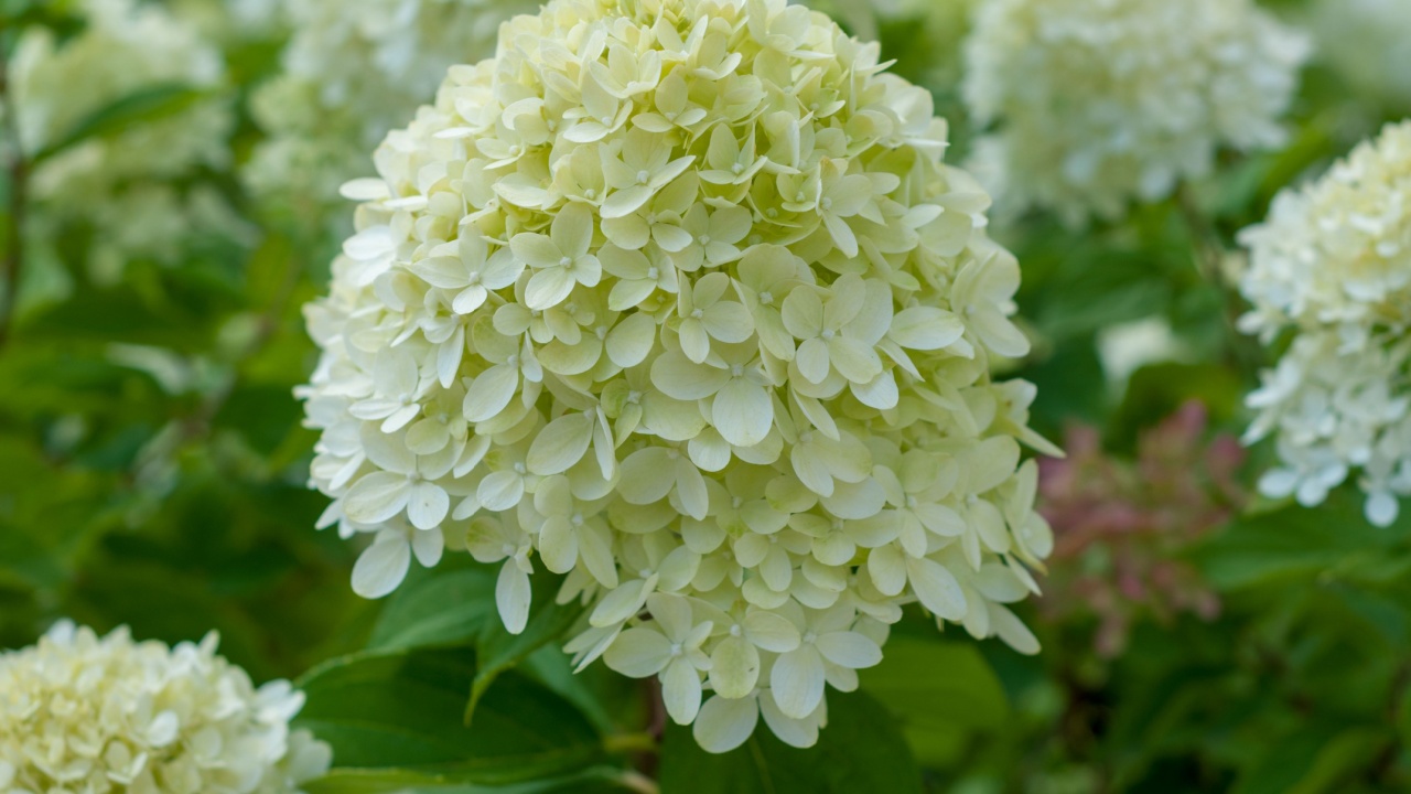 Bush blooming white "Limelight" hydrangea.