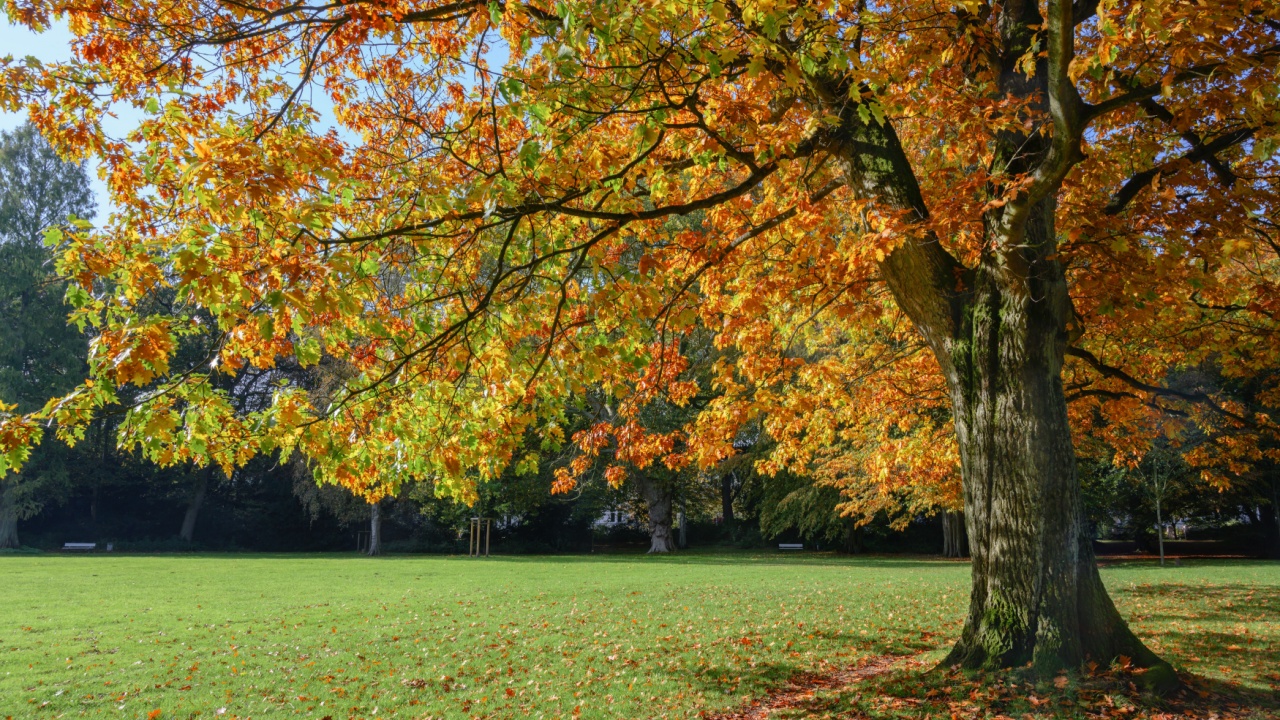 old northern red oak tree (Quercus rubra) with colorful autumn leaves in a park, seasonal landscape, copy space