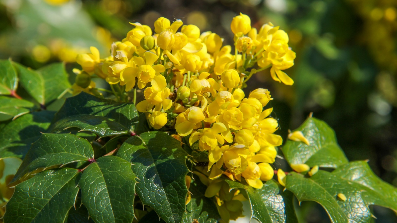 Flowering Mahonia aquifolium (Oregon grape). Yellow branch of blossoming Mahonia in springtime. Flowering evergreen spiky bush. Spring flowering garden plants. Beautiful bloom in the sunlight.