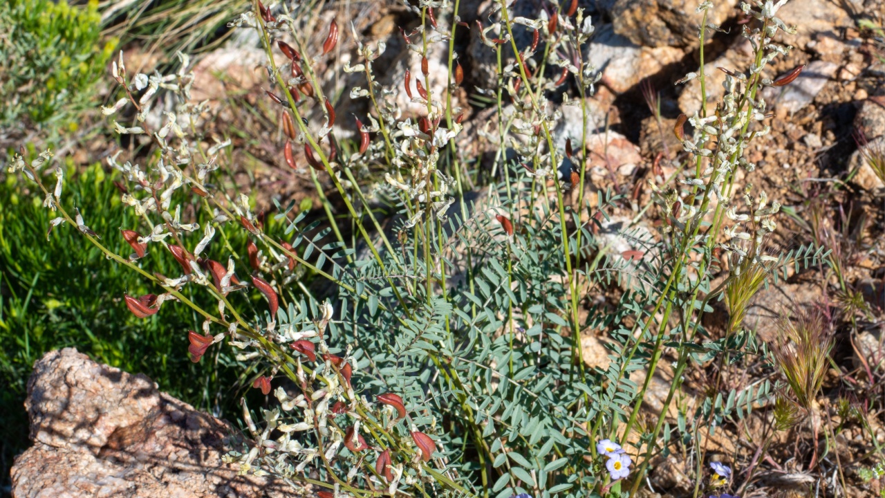 Hermit Milkvetch (Astragalus eremiticus) is a rare locoweed.