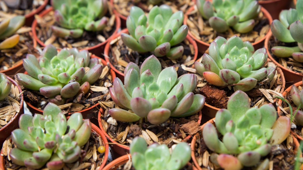 Graptoveria Bashful succulent plant, grown in a pot, placed in a nursery.
