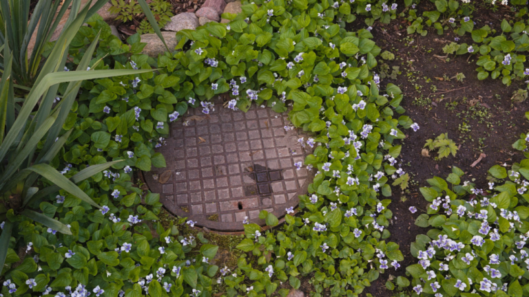 septic tank with flowers