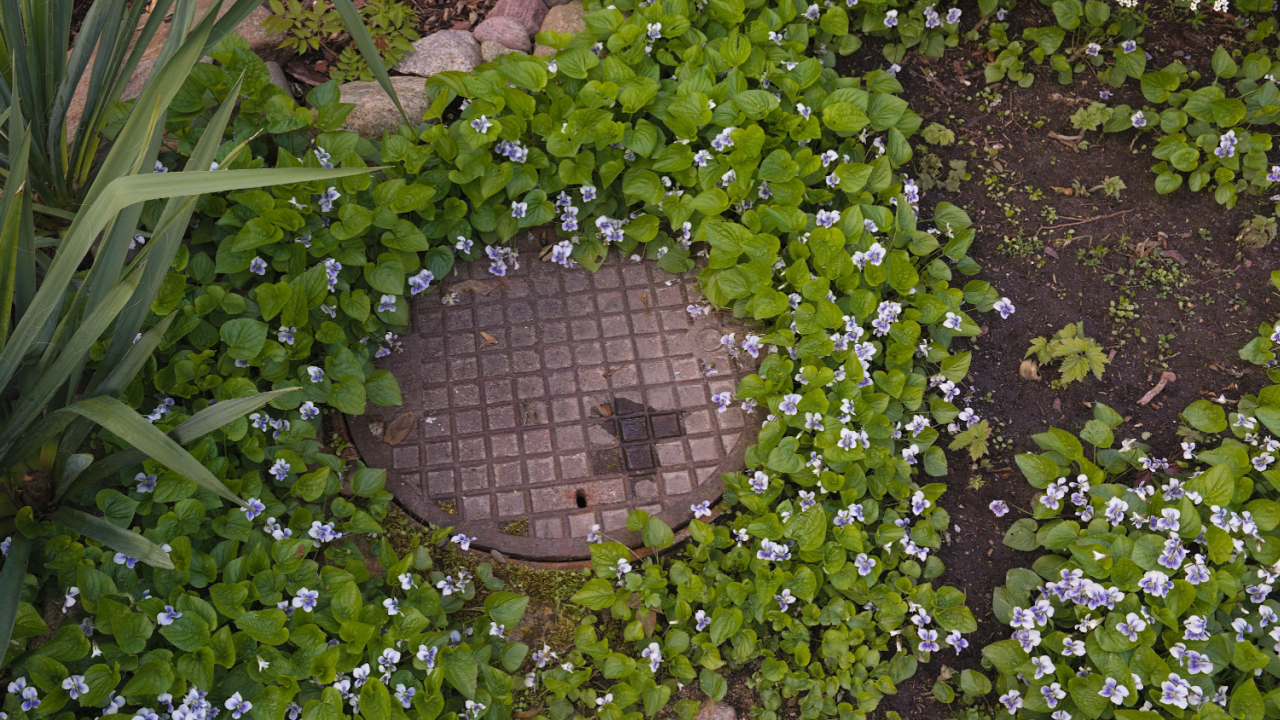 septic tank with flowers