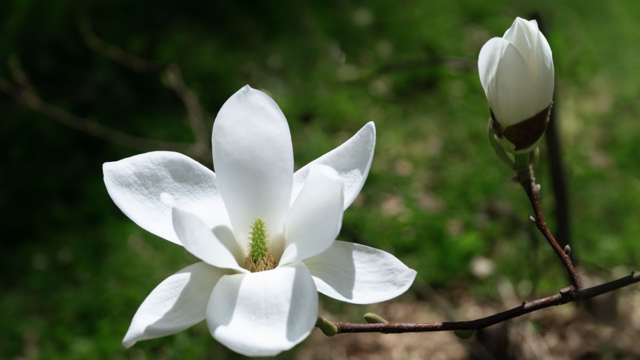 blossoming Magnolia kobus flower close-up in spring.